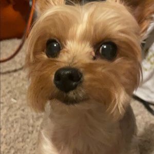 Meet your Posher, Danyelle